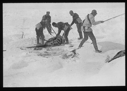 Image of Five men butchering seals, on snow